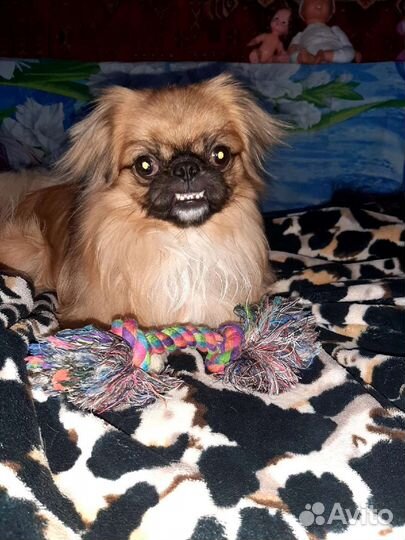 Щенки пекинеса