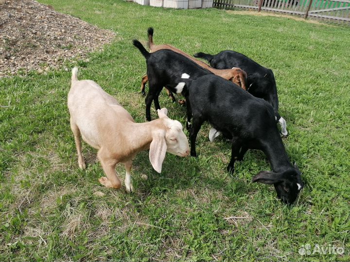 Англо нубийские козы