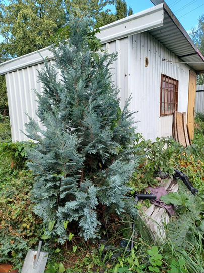 Участок 5 сот. (СНТ, ДНП)