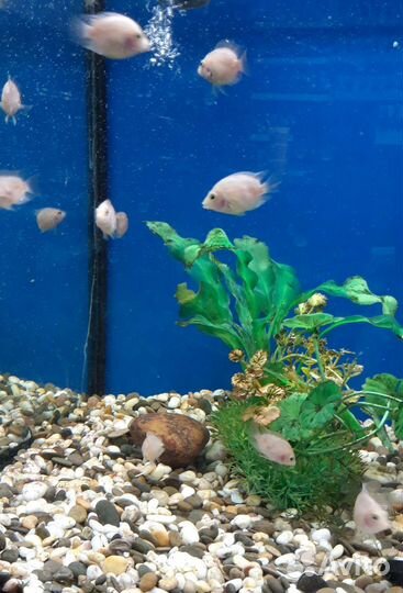 Цихлида розовый фламинго