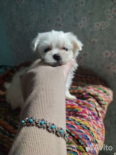 Щенки мальтезе мини (мальтийской болонки)