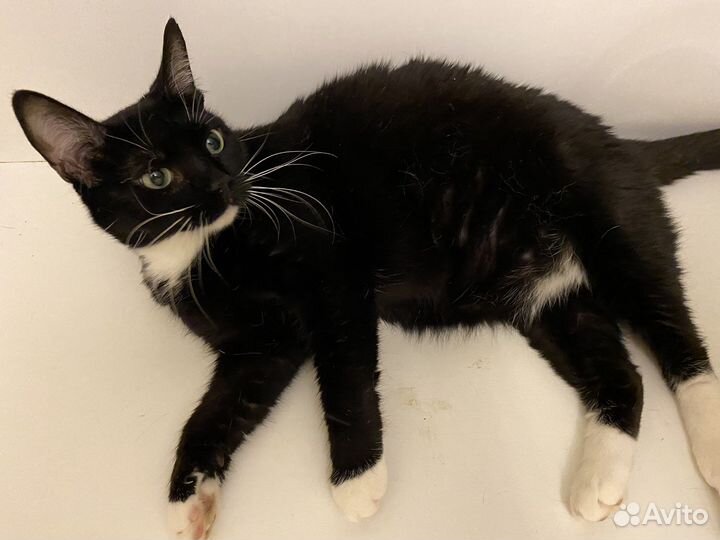 Кошка в дар бесплатно