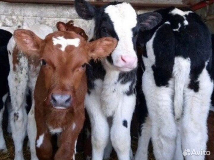 Бычки телята