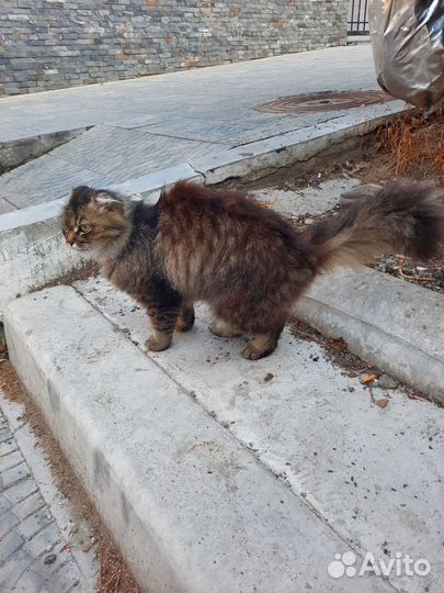 Кошечка полосатая