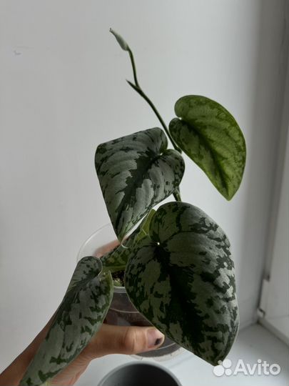 Сциндапсусы и эпипремнумы