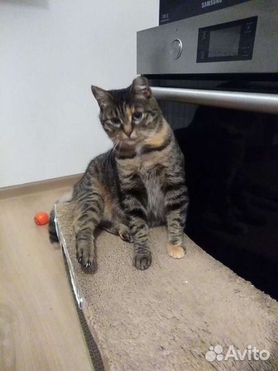 Кошка в дар