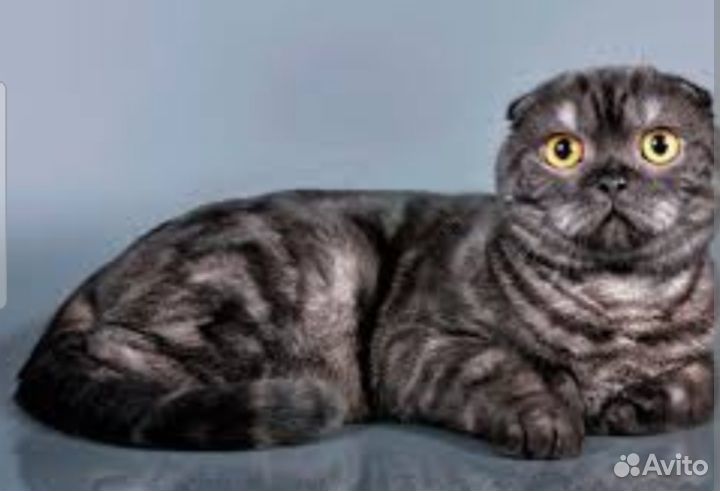 Шотландские прямоухие котята