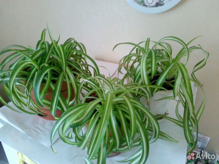 Хлорофитум хохлатый кудрявый Бонни