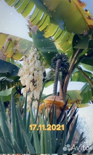 Банановая пальма