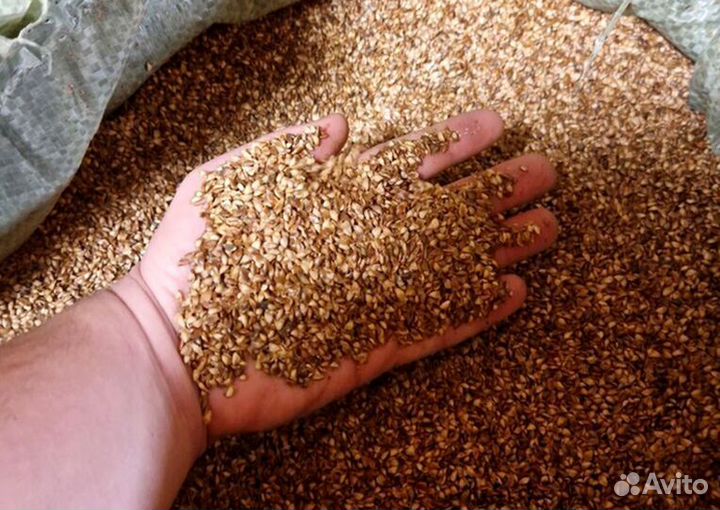 Семена ели обыкновенной