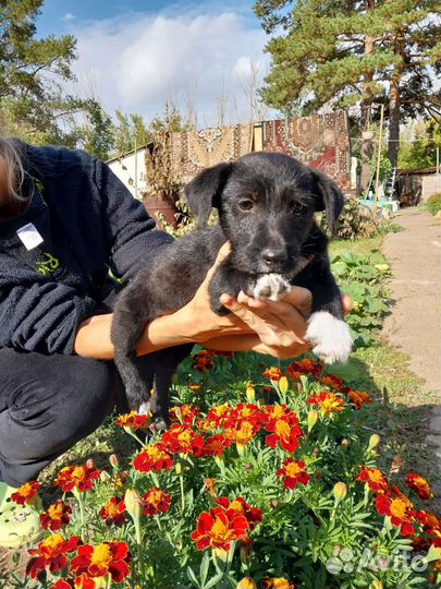 Щенки девочки