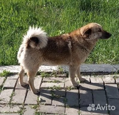 Собака в добрые руки отдам бесплатно