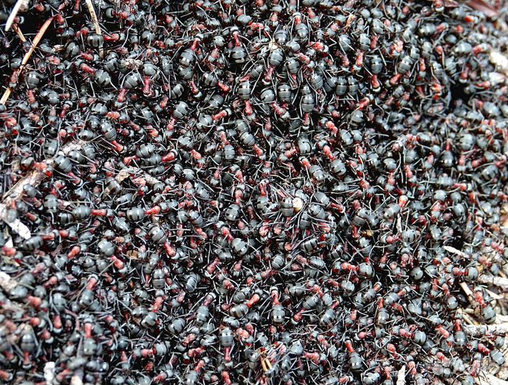 Муравьиная семья около 8000 шт муравьев