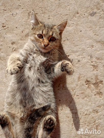 Котёнок