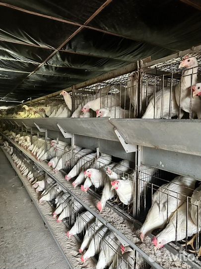 Куры домашние