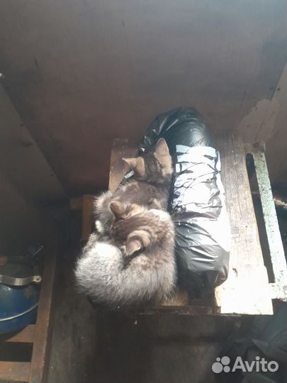 Кошки в добрые руки бесплатно