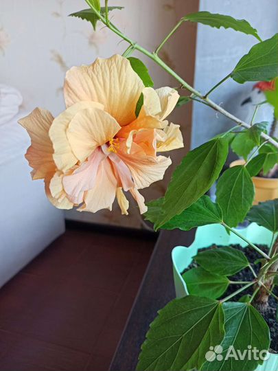 Гибискус махровый персик