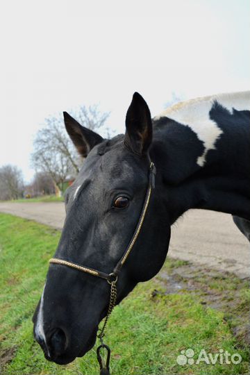Ахалтекинский жеребчик