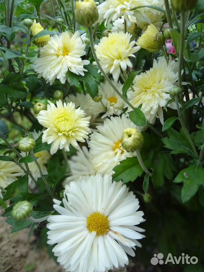 Хризантемы для сада разные