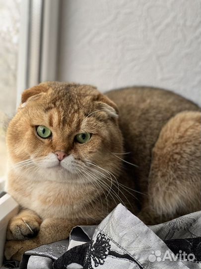 Кот на вязку