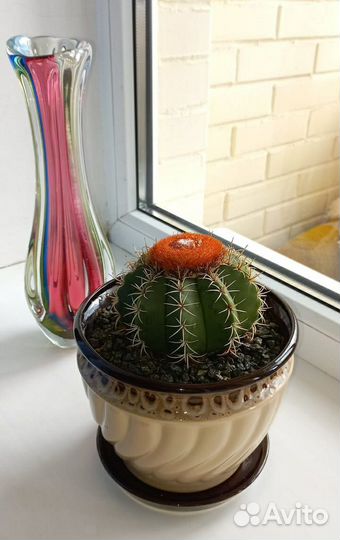 Кактусы редкие