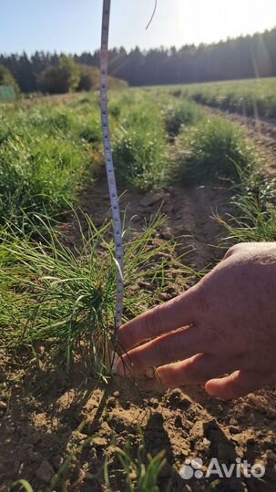 Саженцы ели окс от производителя