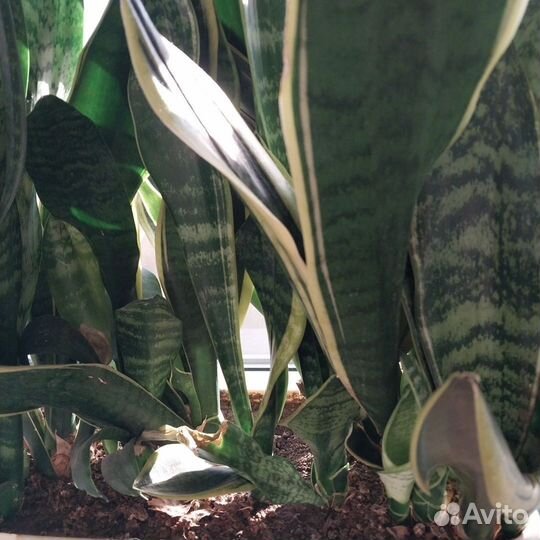 Сансерьерия (щючий хвост)