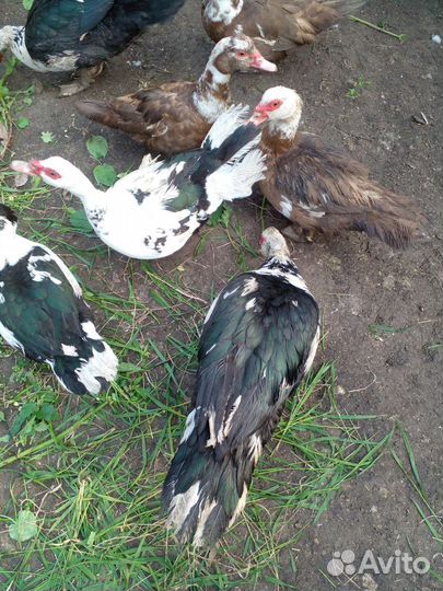 Мускусные утки индоутки