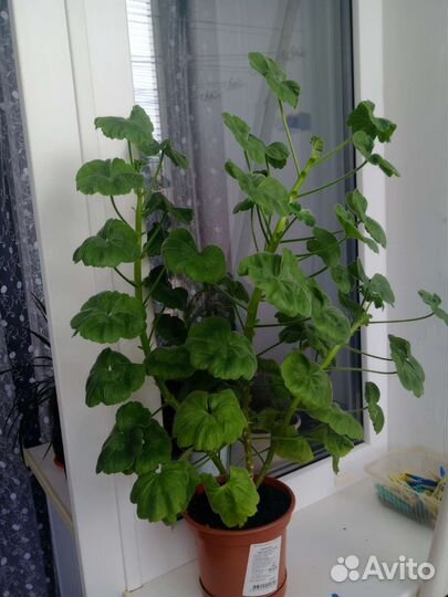 Герань белая