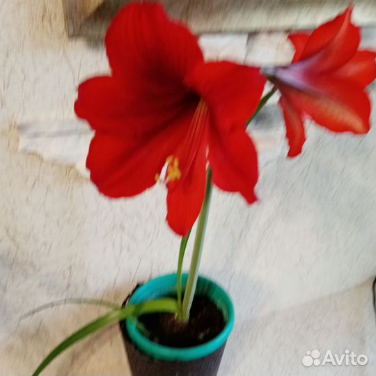 Гиппеаструм амариллис