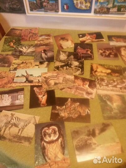Набор советских открыток животных и птиц 62 шт