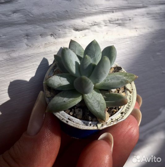 Суккуленты