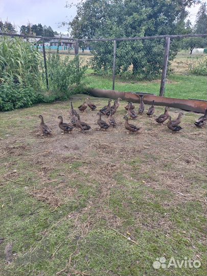 Продаются подсадные утки и селезни