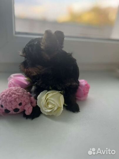 Йоркширский терьер мини