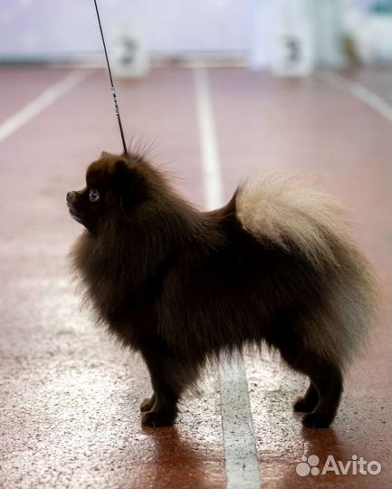 Шпиц кобель вязка