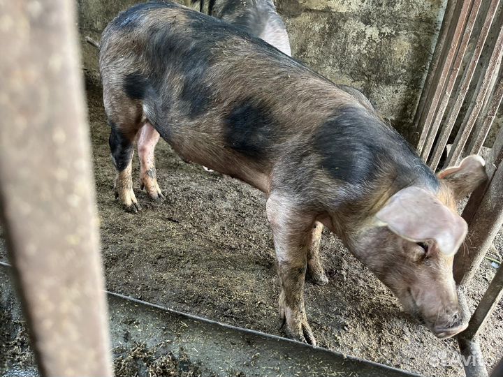 Хряк на племя