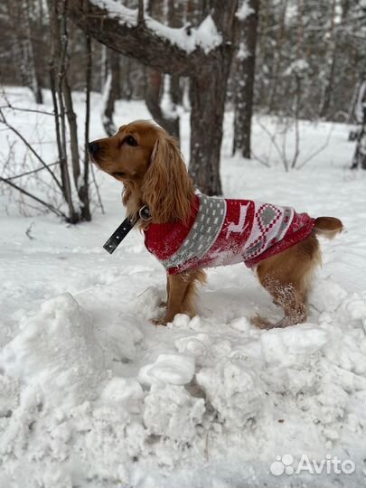 Кокер спаниель вязка