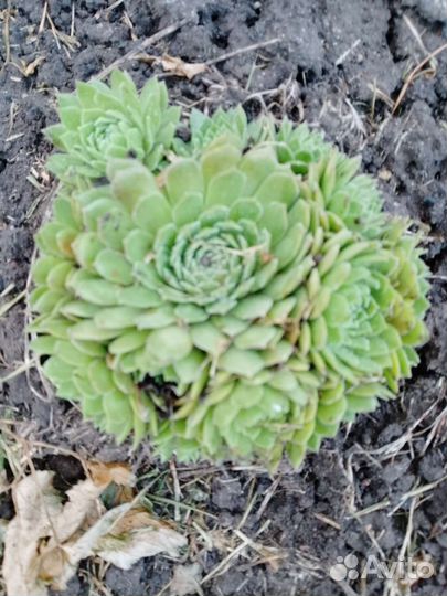 Камнеломки