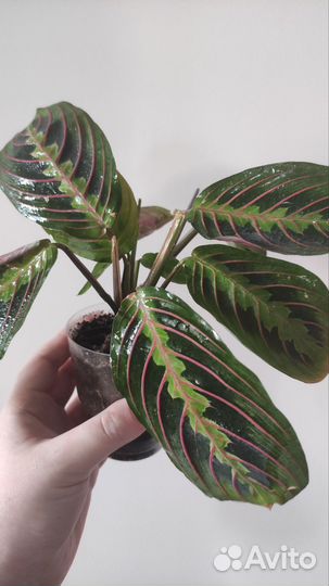 Маранта триколор