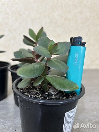 Толстянка (денежное дерево, крассула)