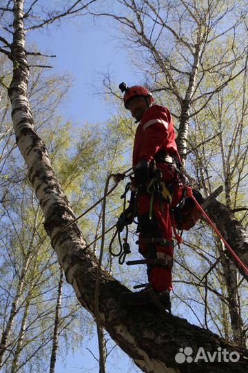 Спил деревьев