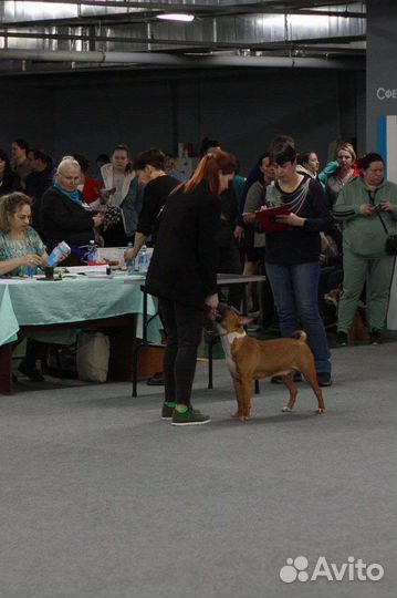 Услуги хендлера