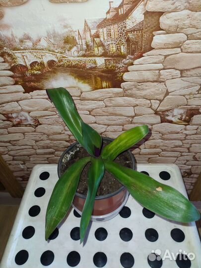 Каланхоэ,традесканция,дримиопсис,кактус,рео