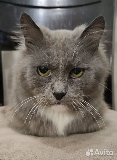 Юстас ласковый балбес- шипит и мурчит одноверменно