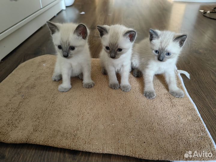 Тайские (сиамские) котята