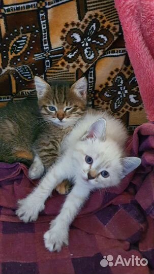 Возьмите котёночка)