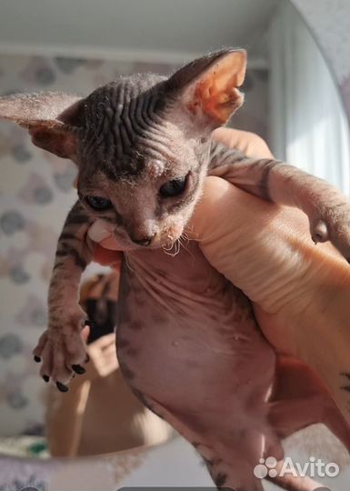 Донской сфинкс котята