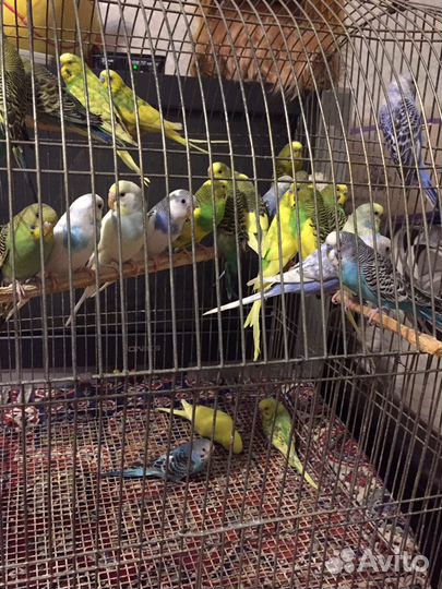 Волнистые попугаи