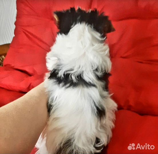 Мини девочка