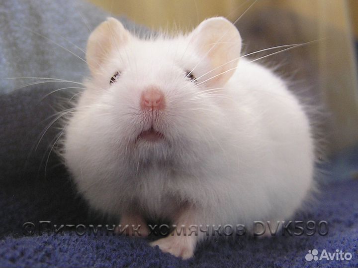 Белый хомячок из питомника
